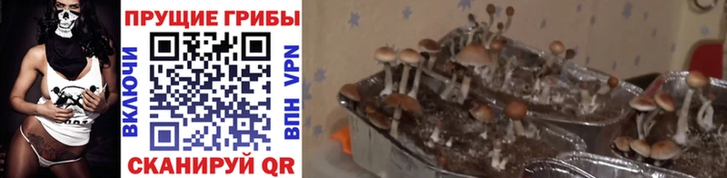 Галлюциногенные грибы мухоморы  Купить закладки  Десногорск 